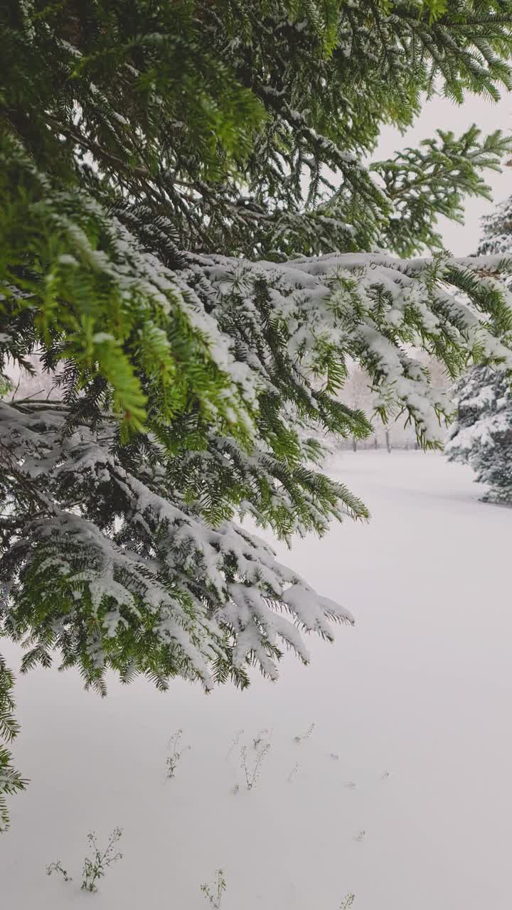 降雪在森林中冷杉树的背景上