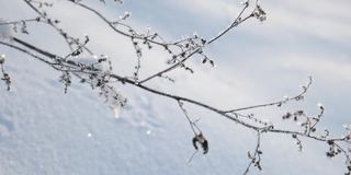 美丽的冻草在冬天的阳光下结出雪花晶体，阳光洒在雪天冬天的风景上。自然背景与闪闪发光的雪下的植物。寒冷的冬天的早晨。背光。关闭了。宏。