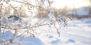 美丽的冻草在冬天的阳光下结出雪花晶体，阳光洒在雪天冬天的风景上。自然背景与闪闪发光的雪下的植物。寒冷的冬天的早晨。背光。关闭了。宏。