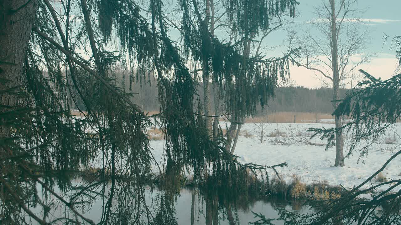 冬天河边的云杉。
