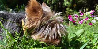 一只成年约克夏梗犬躺在花园里吃草