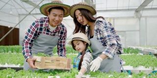 亚洲蔬菜花园家庭正在收集有机绿色橡木蔬菜，他们是水培在温室中生长。