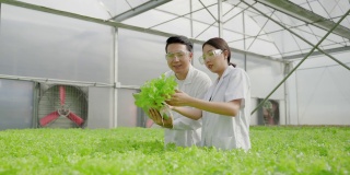 亚洲的女科学家和亚洲的男科学家一起工作，检查有机蔬菜的实验结果，在一个温室的水培植物。