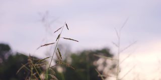 田野里的草和花是由大自然的风吹来的