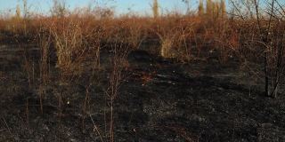 Exture烧草。大火后焦土的黑色背景。一场毁灭性的森林大火造成的后果是经过一段非常干燥的时间和一个多雷击的夜晚
