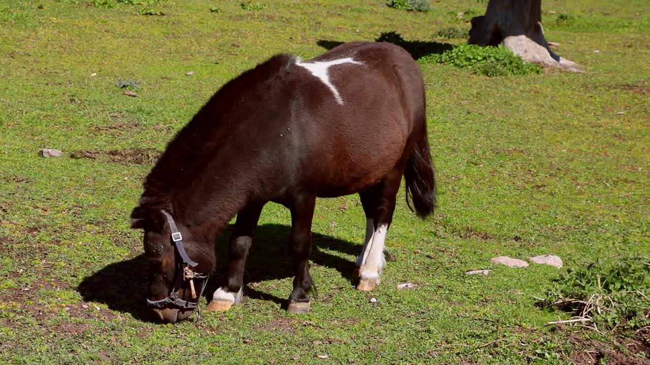 一匹小马走在绿色的草坪上吃草