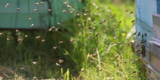 蜂房入口处有一群蜜蜂。夏天，蜜蜂携带花粉飞向蜂房的蜂房。蜜蜂在绿色背景下飞翔。特写镜头。