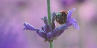 瓢虫在盛开的薰衣草在日落的田野。普罗旺斯,法国。关闭了。有选择性的重点。缓慢的运动。薰衣草花春天背景与美丽的紫色颜色和散景灯