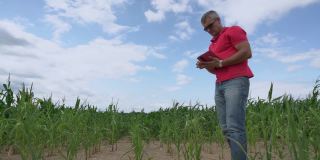 成熟的农学家戴着墨镜在旱季视察玉米田