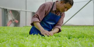 水培有机蔬菜农场园丁检查他的菜园，温室里种植的有机蔬菜。