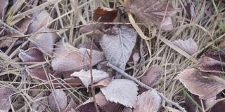 特写俯视图4k股票视频片段的秋天干燥的树叶和草覆盖着白色的冰霜。抽象秋冬自然背景