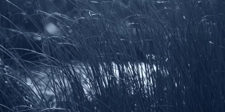 美丽的抽象4k视频景观。秋天树木光秃秃的树枝的黑色剪影孤立在模糊的冰冻的池塘背景