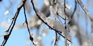 雪和雪花在树枝和灌木的背景下，阳光的射线。在冬天拍摄。
