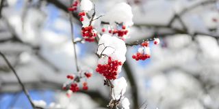 雪覆盖着罗文浆果。在冬天拍摄。