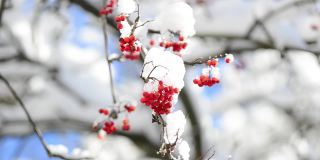 雪覆盖着罗文浆果。在冬天拍摄。