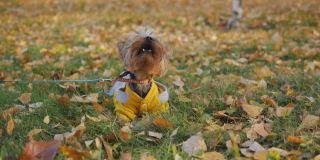 一只调皮的约克夏犬躺在公园里黄色秋叶间的草地上。
