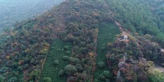 鸟瞰图的白色宝塔被绿色的山丘和茶梯田，中国。