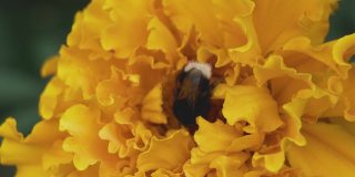 这只带条纹的大黄蜂从黄色的万寿菊花蕾中采集花蜜