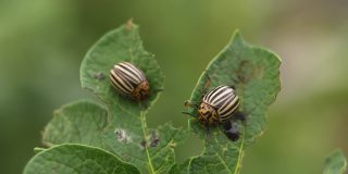 两只科罗拉多的马铃薯甲虫正坐在一片绿色的马铃薯叶子上