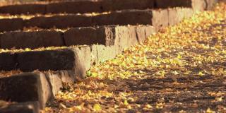 秋天，金色的银杏叶落在鹅卵石路上。秋天是日本传统的美丽风景。黄叶铺满小路。
