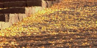 秋天，金色的银杏叶落在鹅卵石路上。秋天是日本传统的美丽风景。黄叶铺满小路。