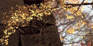 金色的银杏叶在秋天的风中摇曳。秋天是日本传统的美丽风景。黄色的叶子闪闪发光。