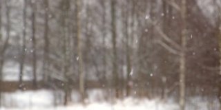 森林里下大雪。美丽的冬季风景的雪和模糊的树木的背景。轻轻的飘落的雪花。树枝下的雪。糟糕的下雪天气，寒冷的天气。