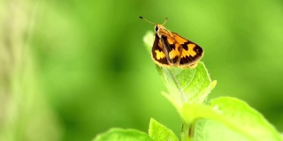 一只黄色的蝴蝶栖息在一片绿叶的顶部