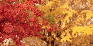黄色的银杏叶和红色的枫叶在秋日晴朗的天空中随风摇曳。日本美丽的秋天景色。