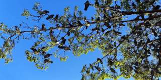 动物鸽子在树上