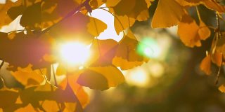 黄色的银杏叶在背光下闪闪发光。美丽的自然景色在秋天黄色的银杏叶在风中摇摆。