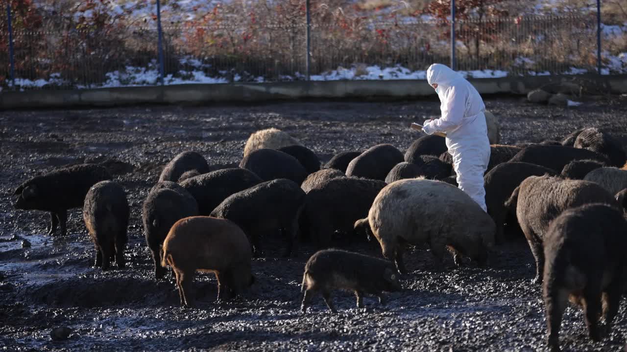 农场的兽医，正在检查白凤花猪群的健康状况