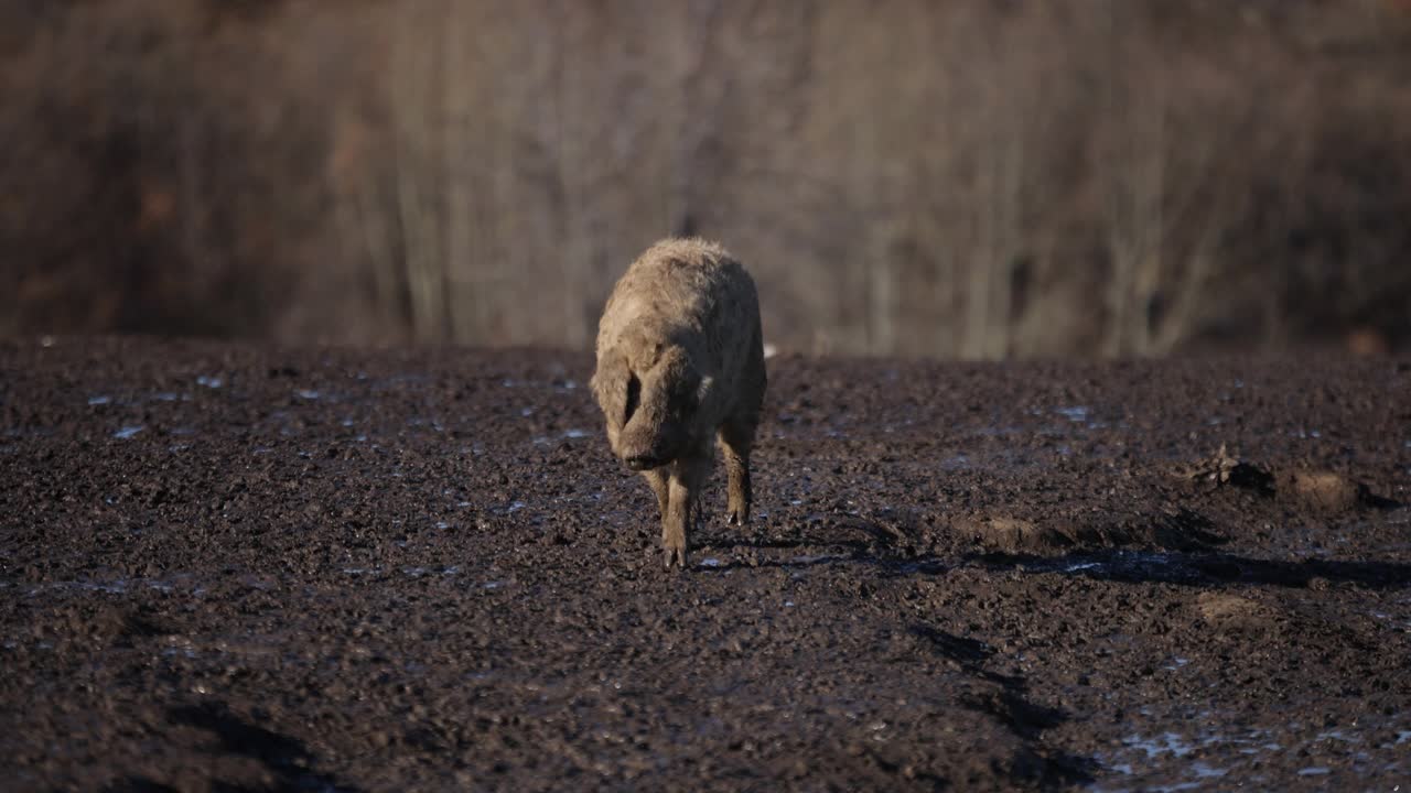 慢动作的木莲猪，在湿地上行走