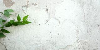 绿色的树叶在白色混凝土墙的背景与裂缝