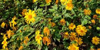金盏花或Maxican Sunflower，泰名Bua Tong flower
