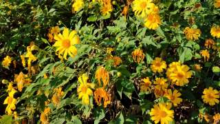 金盏花或Maxican Sunflower，泰名Bua Tong flower视频素材模板下载