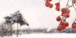 雪冬景观和柿子树