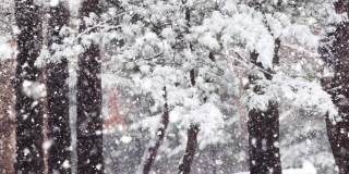 雪花落在松树上，冬天的景色