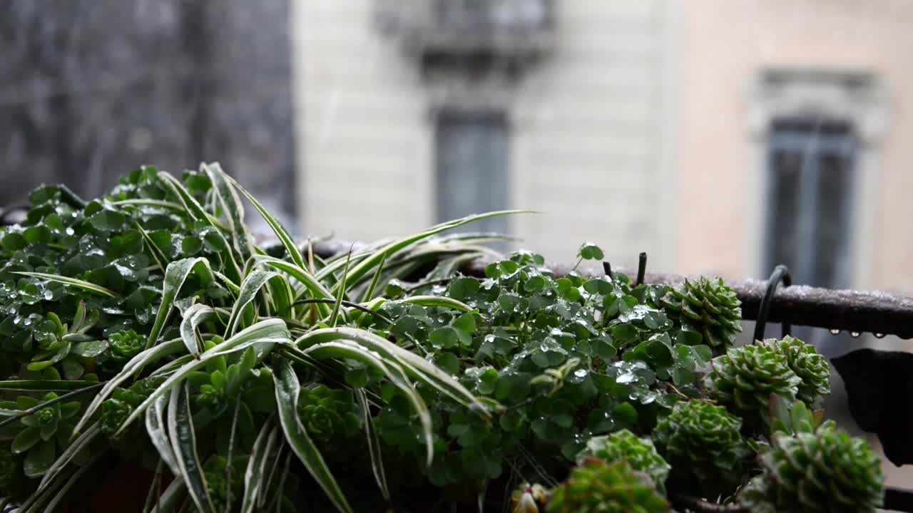 我在米兰家的阳台上下雪了