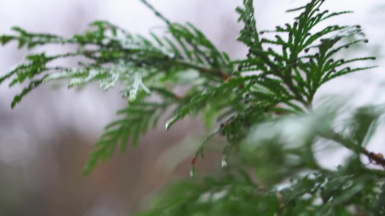 雨落在thuja的叶子上。在雨季，雨滴打在一棵紫花的叶子上。图雅是一种常绿针叶树植物特写。