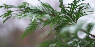 雨落在thuja的叶子上。在雨季，雨滴打在一棵紫花的叶子上。图雅是一种常绿针叶树植物特写。