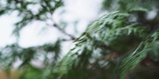 雨落在thuja的叶子上。在雨季，雨滴打在一棵紫花的叶子上。图雅是一种常绿针叶树植物特写。