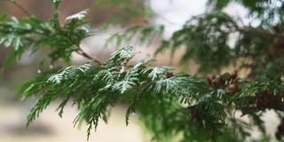 雨落在thuja的叶子上。在雨季，雨滴打在一棵紫花的叶子上。图雅是一种常绿针叶树植物特写。