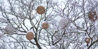 冬季城市公园的树上装饰着美丽的大圆球