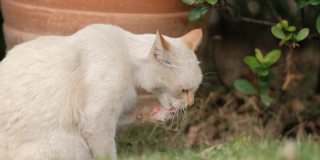 4k视频，白猫坐在公园里清洁自己的皮毛。阳光明媚的夏日里毛茸茸的宠物。小猫清洁舔自己毛茸茸的脚。