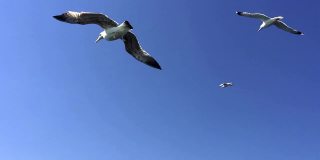 海鸥在土耳其马尔马拉海上空飞翔的春天