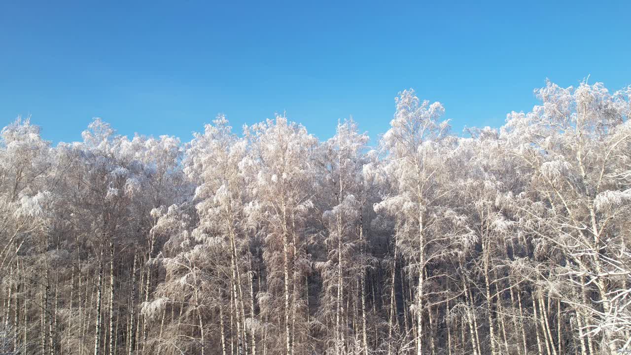 冬天森林在阳光充足的天气。美丽的白雪覆盖的树木。