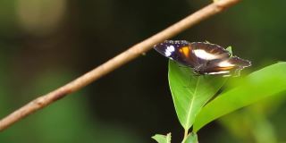 一只棕黑相间的蝴蝶栖息在梧桐树叶上