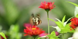 一只棕黑相间的蝴蝶栖息在一朵粉红色的百日菊上，吮吸着百日菊的花蜜