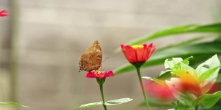 一只棕色的蝴蝶栖息在一朵粉红色的百日菊上，吮吸着百日菊的花蜜